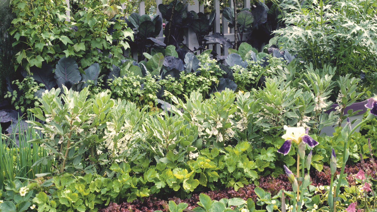 Vegetables, fruits, and herbs growing in rows in a kitchen garden