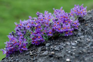 Alpine toadflax (Linaria alpina)