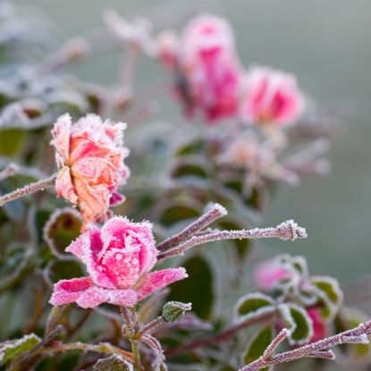 Pink roses covered in hoarfrost