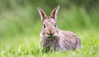 European rabbits dug up Stone and Bronze Age artifacts on Skokholm Island.