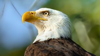 A bald eagle in The Americas