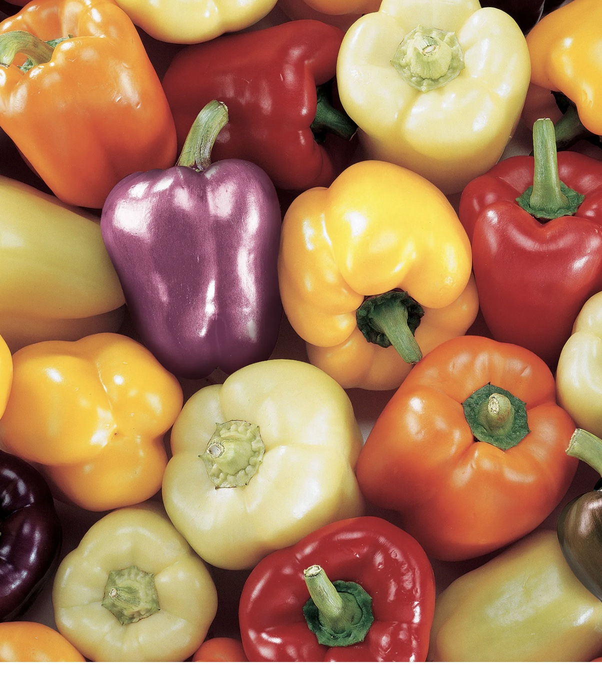Carnival bell pepper fruits in different colors