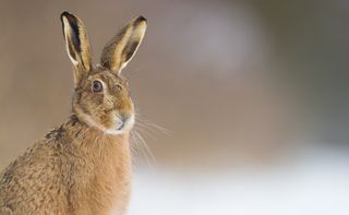 I had spent many weeks learning the movement patterns of some local hares, so rather than crawling towards this one I simply got into position and waited