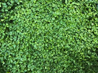 A lawn of green Dichondra Repens Repens