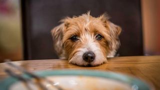 How to stop dogs begging for food