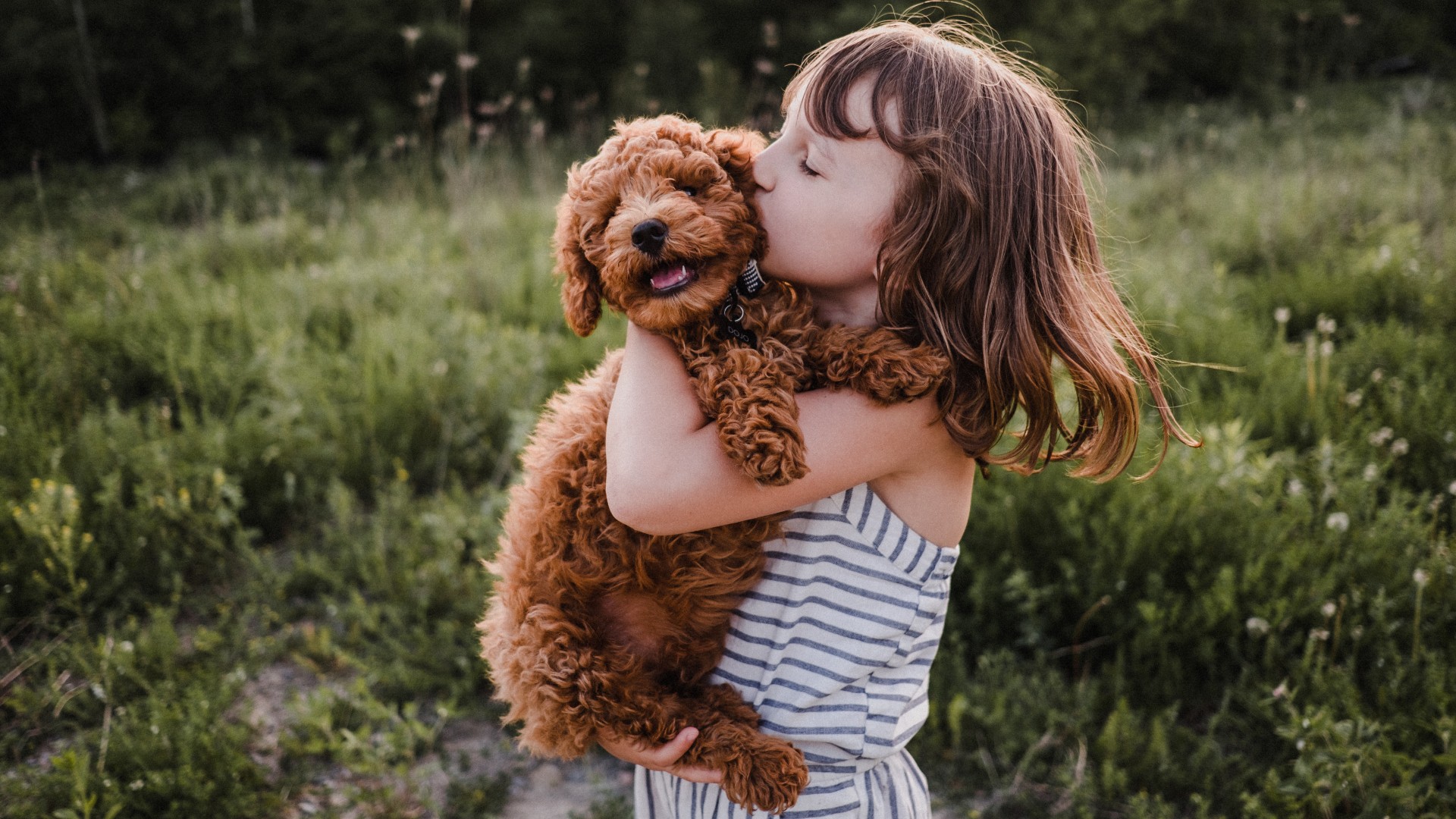 One of the most affectionate dog breeds, Labradoodle being cuddled outside by young girl