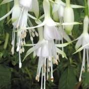 Fuchsia 'Hawkshead' from Waitrose Garden