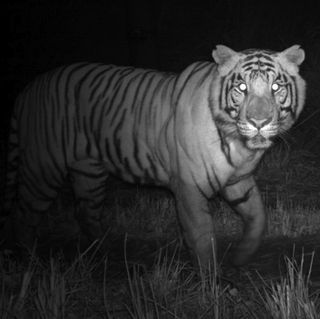 Bengal tiger at night. 