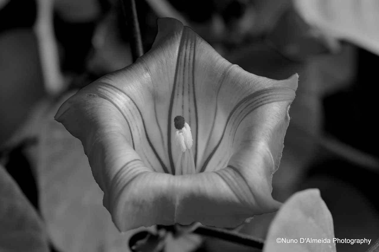 GuruShots - Powerful Black &amp; White Jan 26