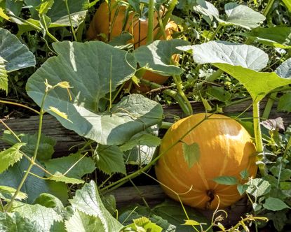 Pumpkins growing in raised bed