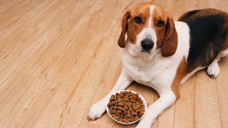 Beagle lying on the floor with a bowl of dry food of him in between his legs, the dog is not eating