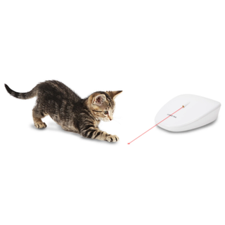 Cat playing with PetSafe Laser Tail Automatic Laser Light