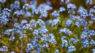picture of forget-me-nots in a garden