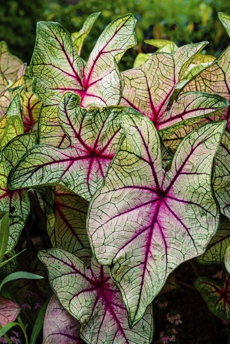 Pink And Green Caladium Plants