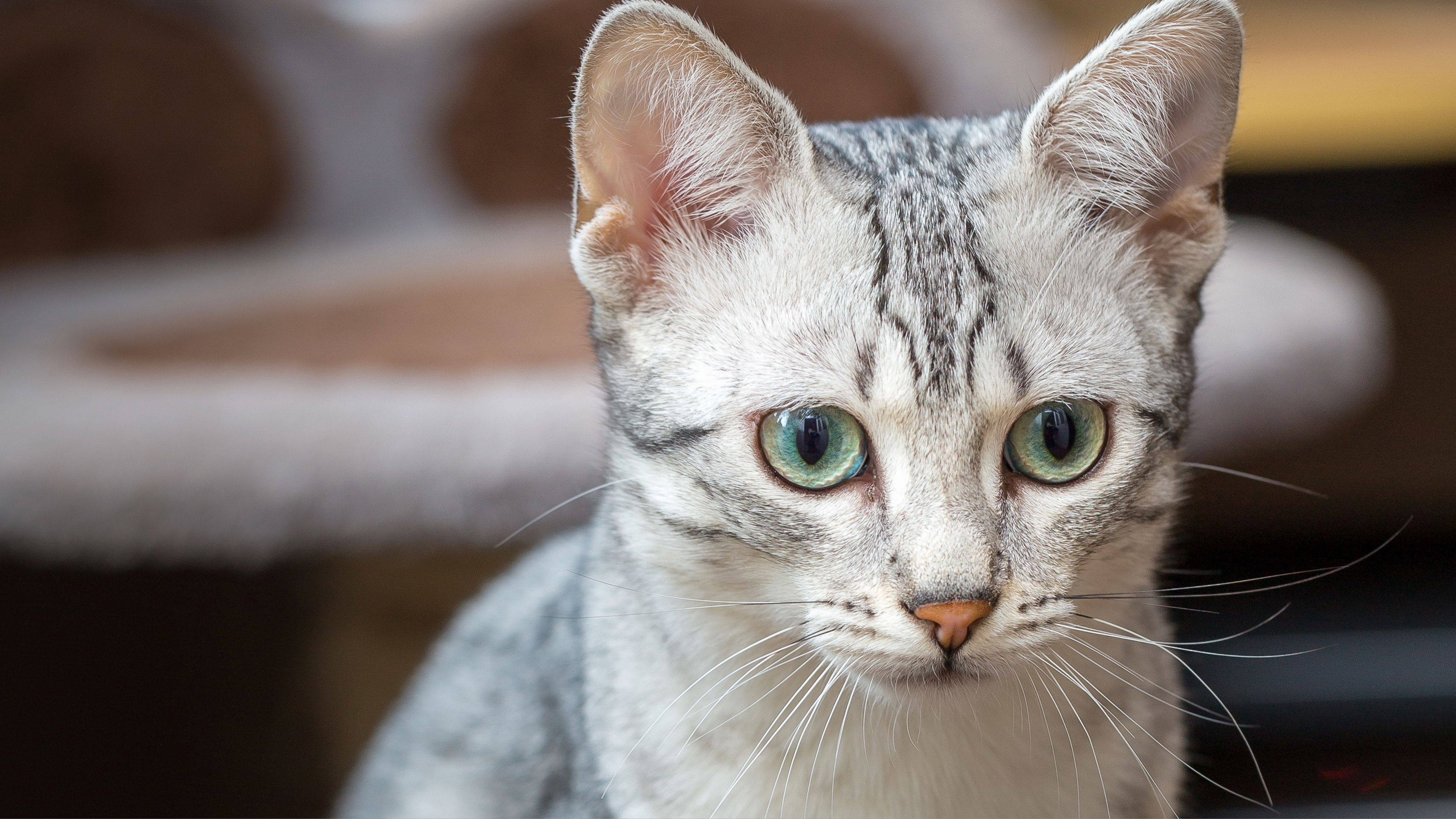 Egyptian Mau