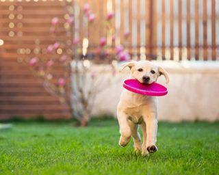 labrador running in garden with pink frisbee