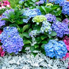 blue hydrangeas and dusty miller plants in garden border