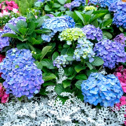 blue hydrangeas and dusty miller plants in garden border