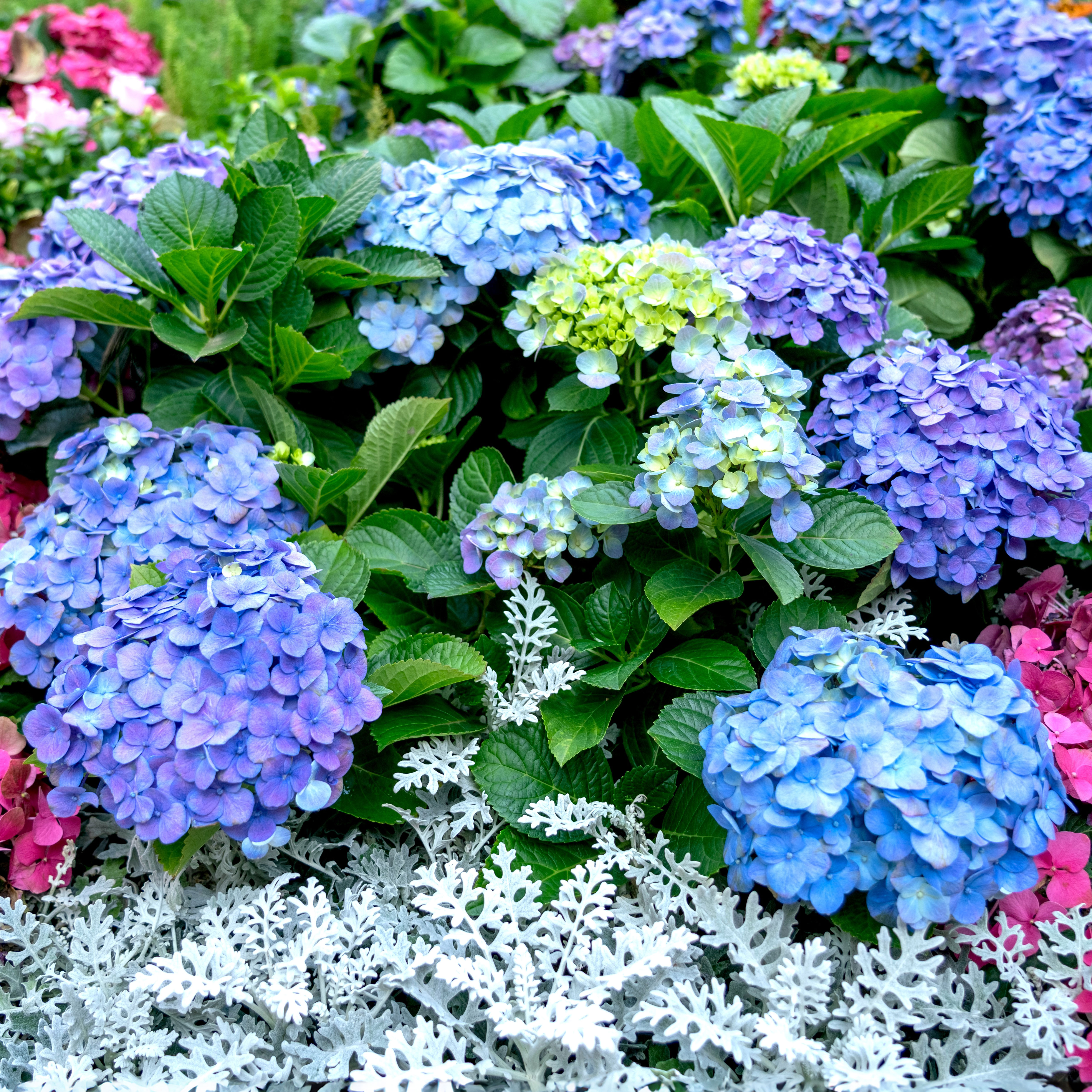blue hydrangeas and dusty miller plants in garden border