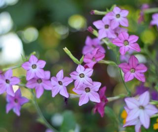 Pink nicotiana blooms in a garden bed