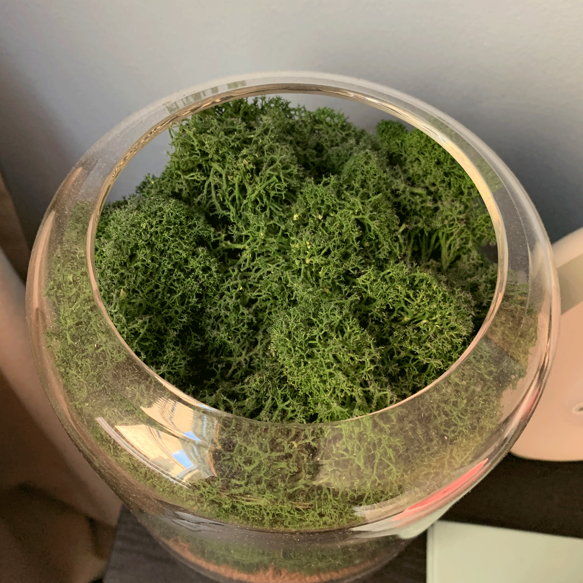 Moss in Briiv air purifier