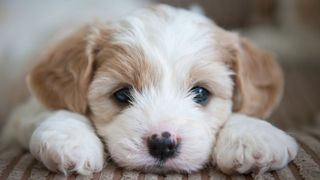 Brown and white puppy looking sad