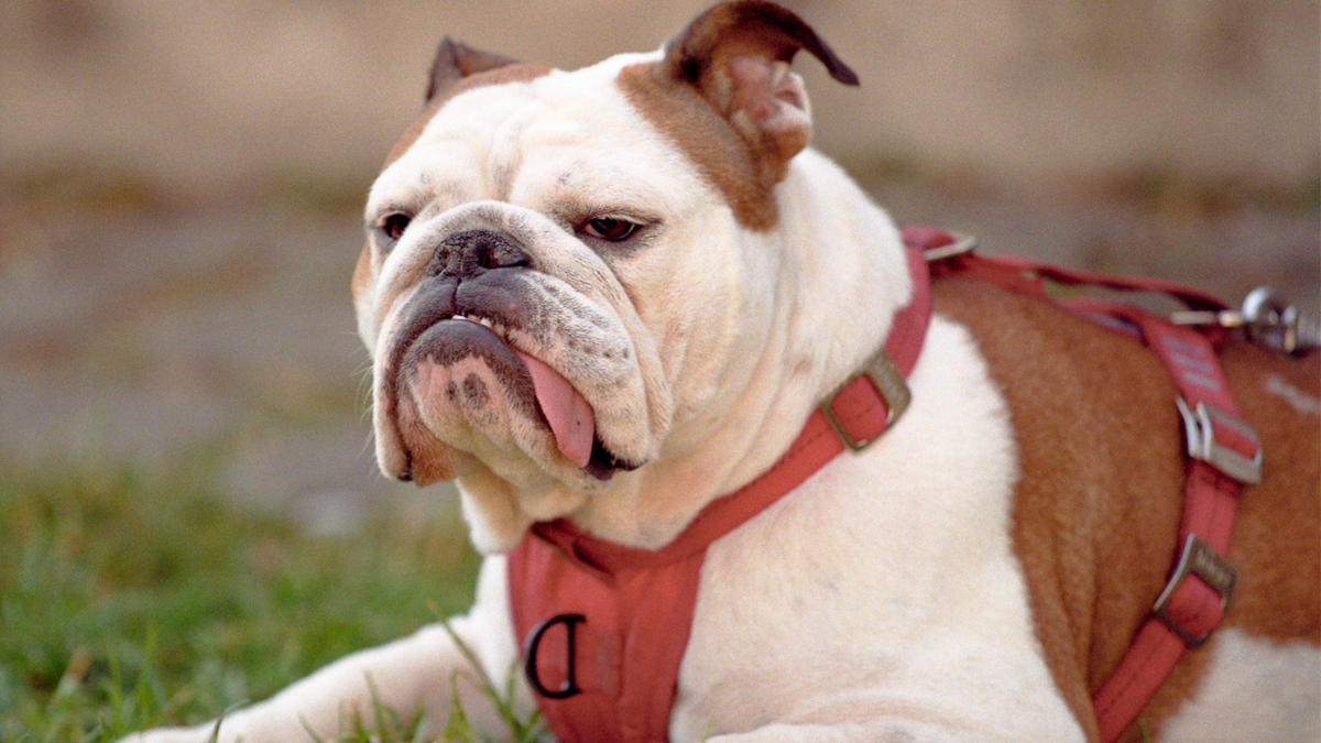 Bulldog looking grumpy, lying down in a red harness