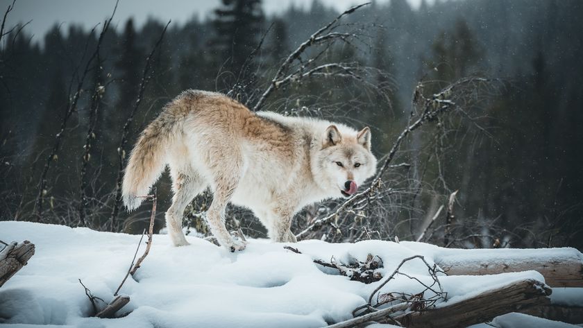 A wolf in a snowy landscape licks its lips