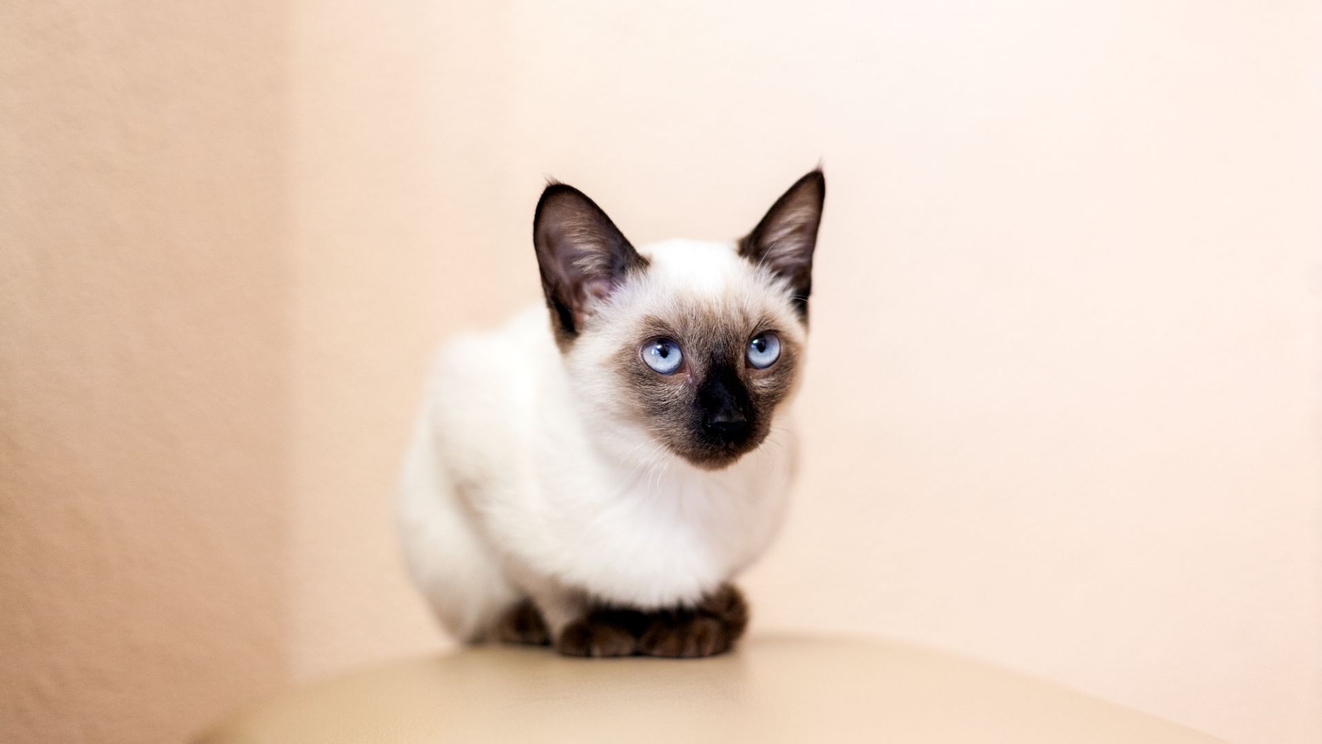 creamy cat with dark points and a prominent nose