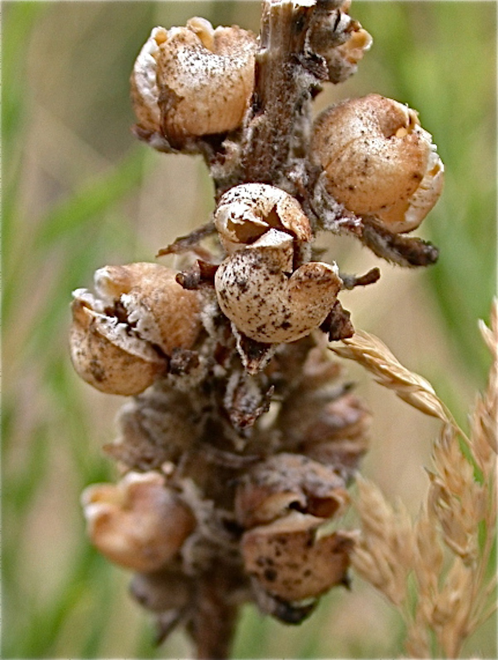 common-mullein-stunning-photos-of-the-flannel-leaf-plant-live-science