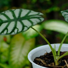 A rare elephant ear silver dragon plant in its pot.