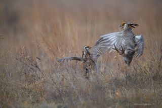Image of Greater Prairie Chicken by Moose Peterson