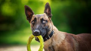 Belgian Malinois with Frisbee