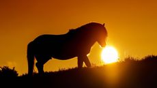 ExmoorStallion1.jpg