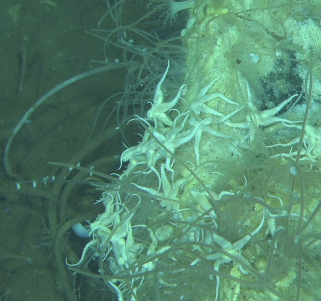 Deep sea images show whale skeletons on the seafloor
