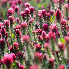 Red clover cover crop