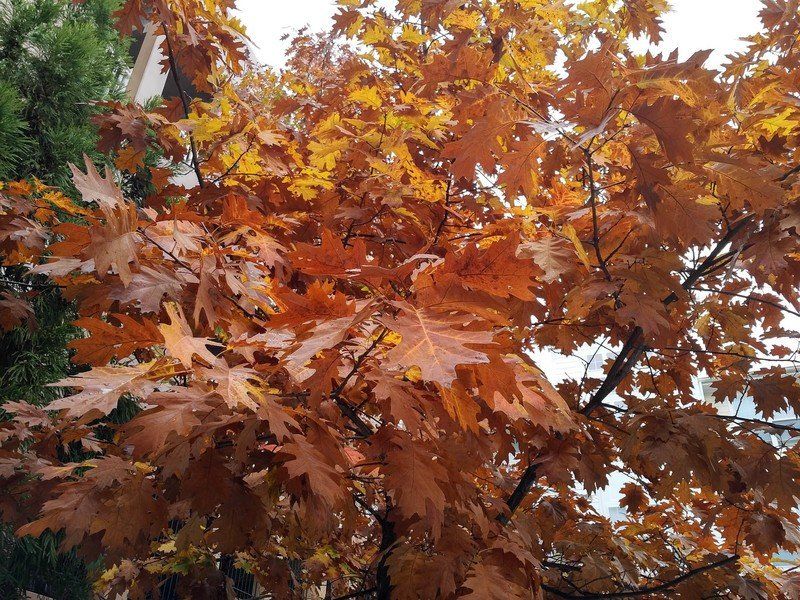 BlackBerry Priv camera sample