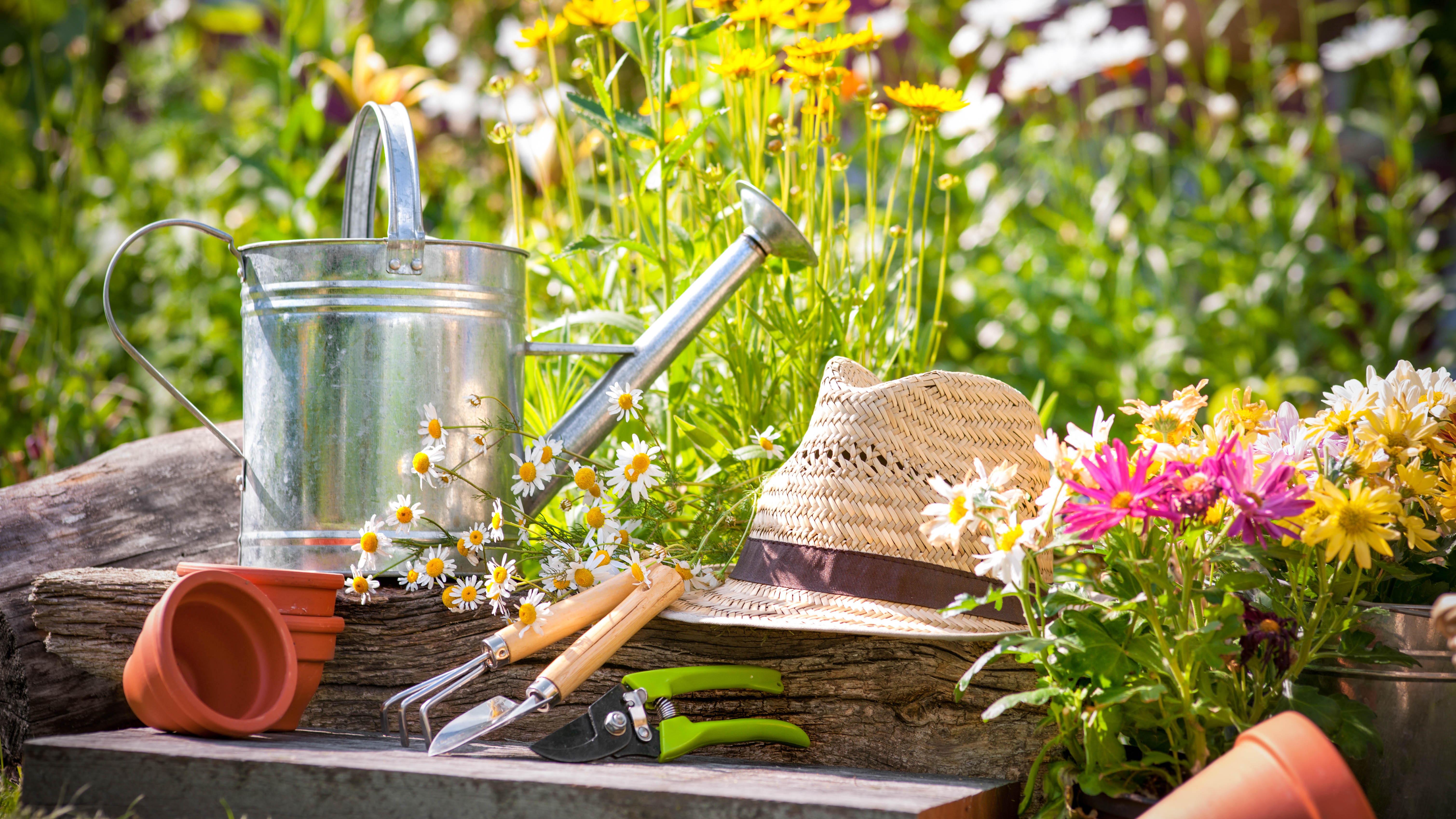 7 Edible Flower Seeds to Sow Now and Brighten Your Garden (& Salad