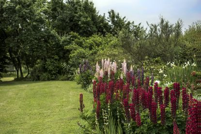 garden edged with foxgloves