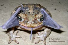 A cane toad with a bat in its mouth in Peru's Cerros de Amotape National Park.