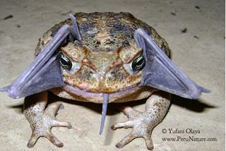 A cane toad with a bat in its mouth in Peru's Cerros de Amotape National Park.
