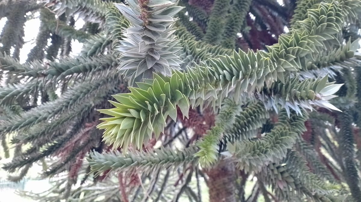 Realme C35 camera samples