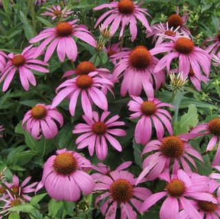 pink coneflowers flowering in summer display