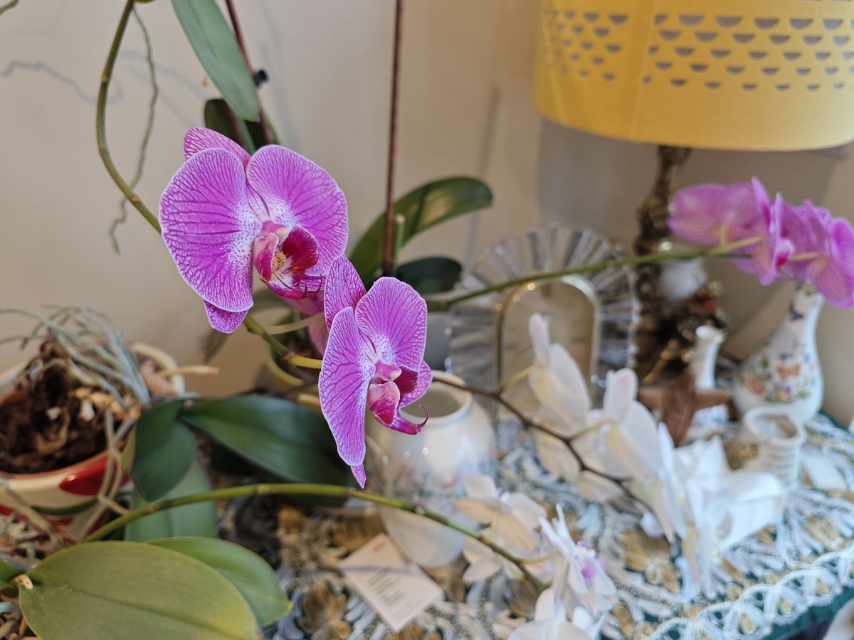 A photo captured on the Xiaomi 13 Pro