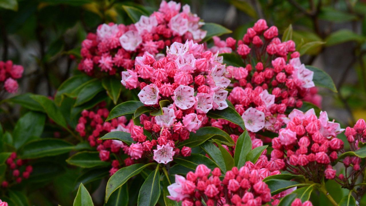 mountain laurel &#039;Olympic Fire&#039; in bloom