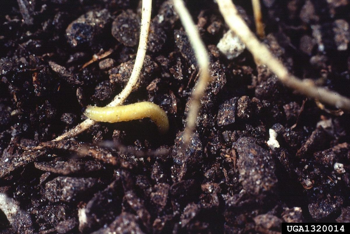 What Are Corn Rootworms Corn Rootworm Information And Control Gardening Know How