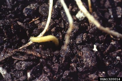 Corn Rootworms In Soil