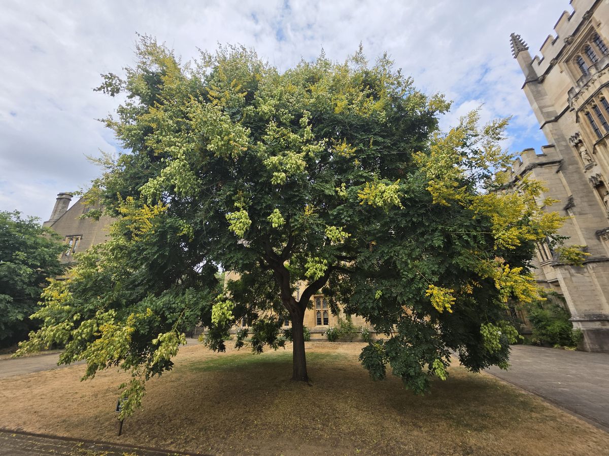 Galaxy Z Fold 8 Ultra camera samples