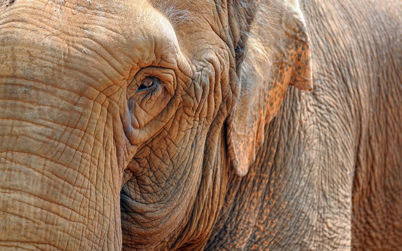 Investing in China? Don’t Eat the Whole Elephant.