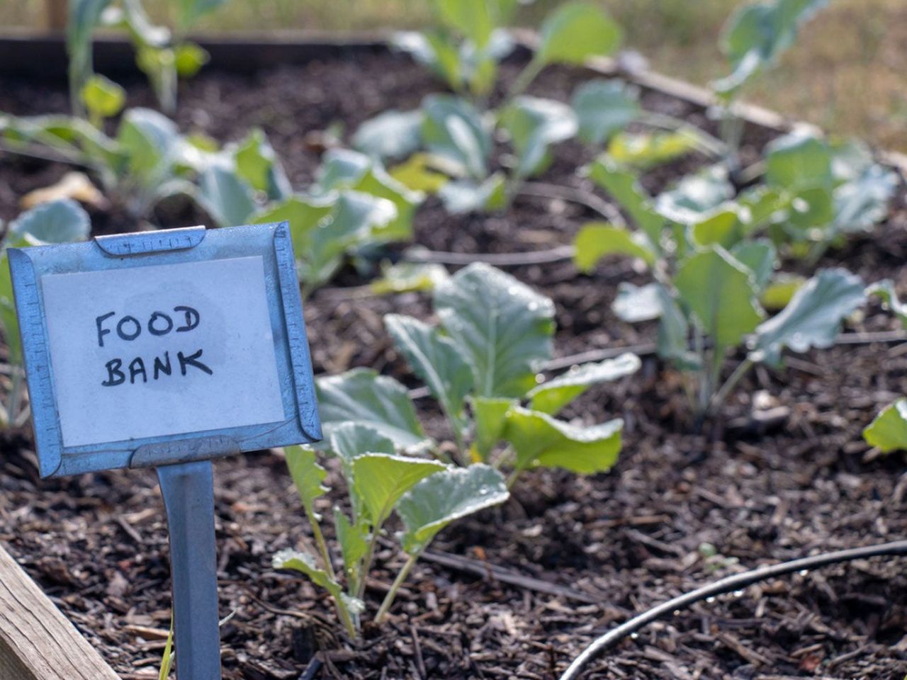 Garden With A Food Bank Sign